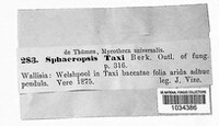 Diplodia taxi image